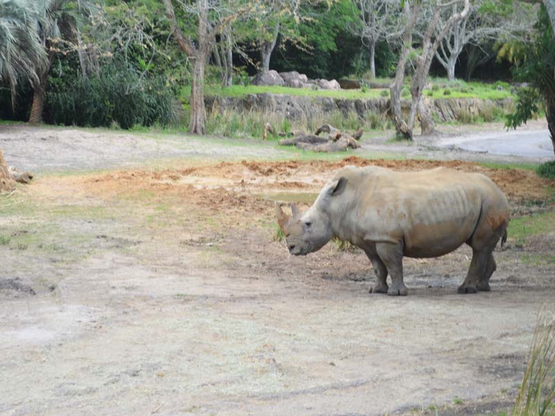 White Rhino of Disney 