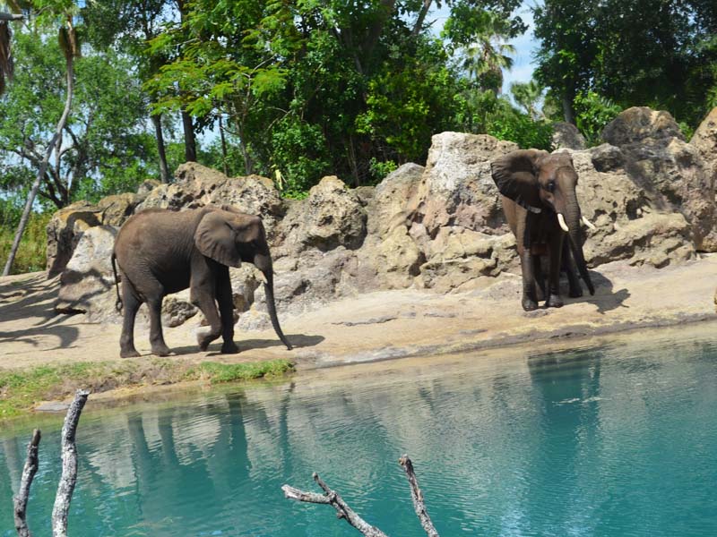 Elephants roaming in Safari