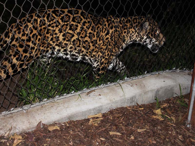 Wild Life at San Diego Zoo 