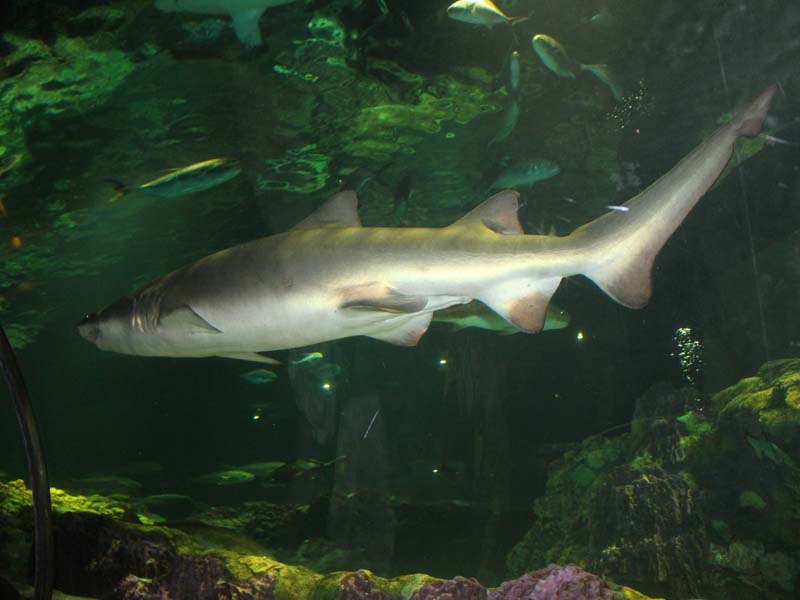 Tiger sharks at Seaworld