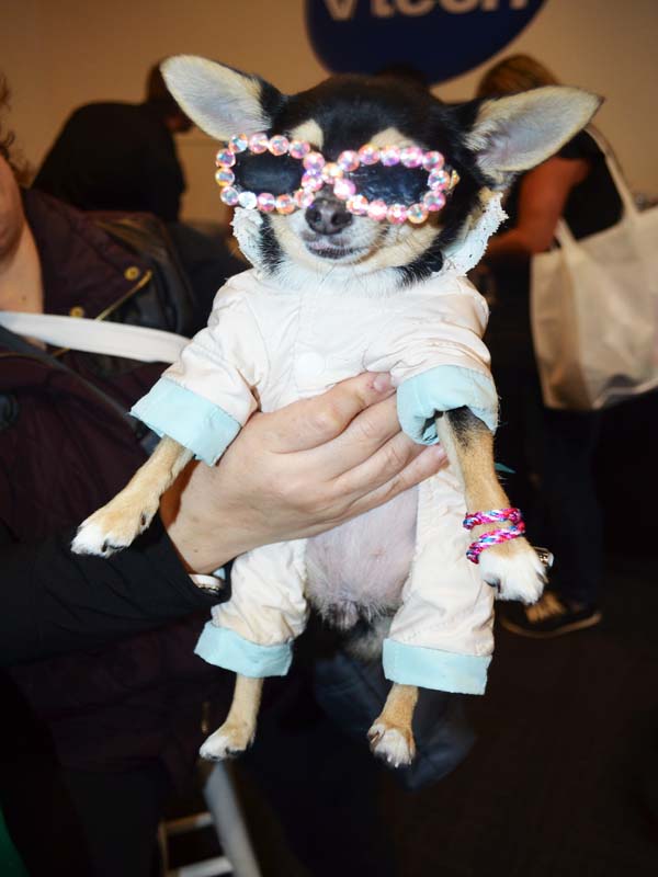 Dog Fashion Show 