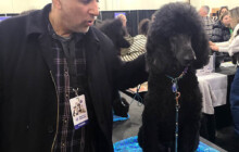 American Kennel Club Meet the Breeds at NYC-2024