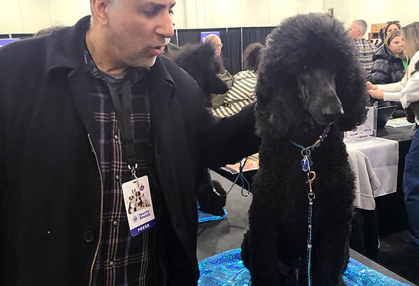 American Kennel Club Meet the Breeds at NYC-2024